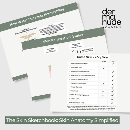 The Skin Sketchbook: Skin Anatomy Simplified - E-Book