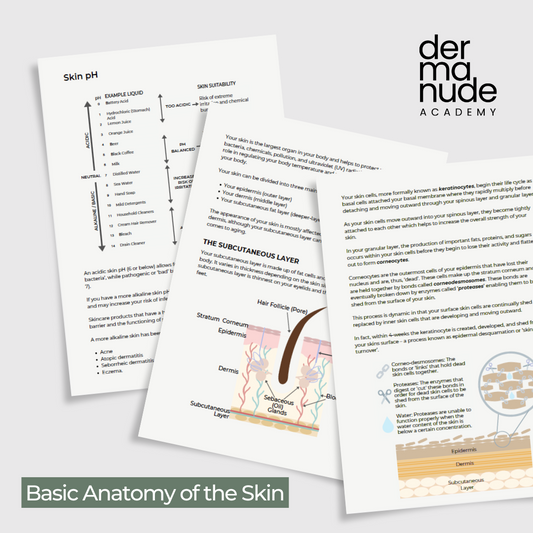 Basic Anatomy Of The Skin